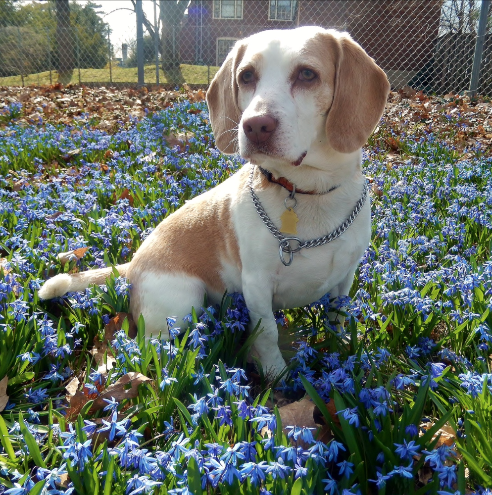 is gromit a beagle